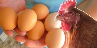 Egg Prices Surge While Chicken Prices Dip Amid Winter Demand