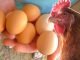 Egg Prices Surge While Chicken Prices Dip Amid Winter Demand