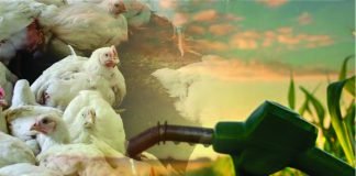 Impact of Maize Shift to Ethanol Production on Poultry, Sugar, and Soybean Industries