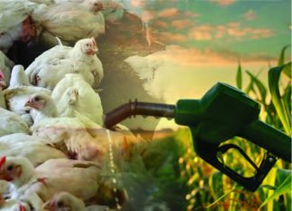 Impact of Maize Shift to Ethanol Production on Poultry, Sugar, and Soybean Industries