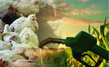 Impact of Maize Shift to Ethanol Production on Poultry, Sugar, and Soybean Industries