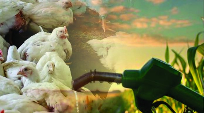 Impact of Maize Shift to Ethanol Production on Poultry, Sugar, and Soybean Industries