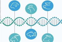 Advancing Nutrigenomics in Livestock Nutrition