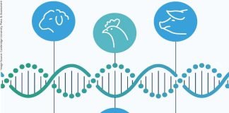 Advancing Nutrigenomics in Livestock Nutrition