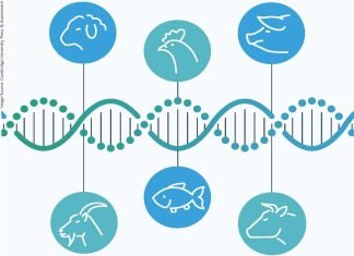 Advancing Nutrigenomics in Livestock Nutrition