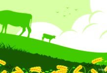 Report Highlights Feed and Fodder Management as Key to Sustainable Dairying in India