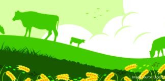 Report Highlights Feed and Fodder Management as Key to Sustainable Dairying in India