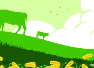 Report Highlights Feed and Fodder Management as Key to Sustainable Dairying in India