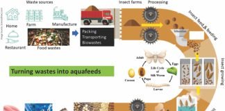 Technology Transfer of Insect Protein for Fish Feed