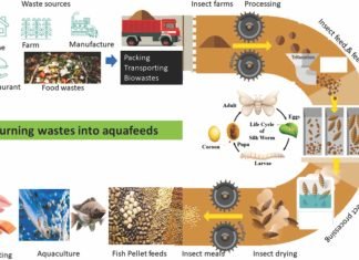 Technology Transfer of Insect Protein for Fish Feed