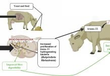 Yeast for the Rumen: Active Dry Yeast, Yeast Culture, or Yeast Cell Wall—Does it Make a Difference?
