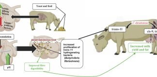 Yeast for the Rumen: Active Dry Yeast, Yeast Culture, or Yeast Cell Wall—Does it Make a Difference?