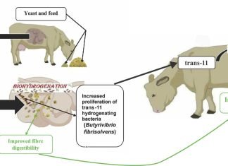 Yeast for the Rumen: Active Dry Yeast, Yeast Culture, or Yeast Cell Wall—Does it Make a Difference?
