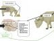 Yeast for the Rumen: Active Dry Yeast, Yeast Culture, or Yeast Cell Wall—Does it Make a Difference?