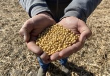 Government Procures 14.73 Lakh Tonnes of Soybean at MSP; Crushing and Exports Decline