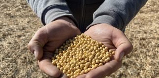 Government Procures 14.73 Lakh Tonnes of Soybean at MSP; Crushing and Exports Decline