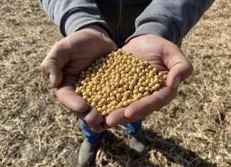 Government Procures 14.73 Lakh Tonnes of Soybean at MSP; Crushing and Exports Decline