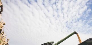 Ethanol Production and Animal Feed Demand Drive Surge in Maize Farming in Maharashtra