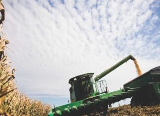 Ethanol Production and Animal Feed Demand Drive Surge in Maize Farming in Maharashtra