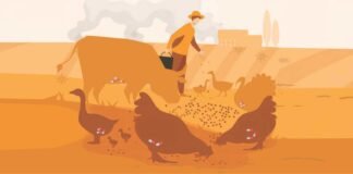 AMR and the Future of Animal Agriculture in India: Experts Weigh In