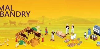 Livestock Innovations in India’s Growing Startup Landscape