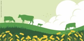 Cattle Nutrition and Sustainability