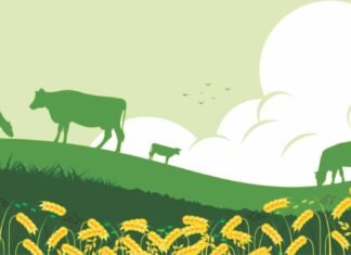 Cattle Nutrition and Sustainability