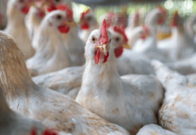 Antimicrobial Resistance in Poultry: A Global Concern with Local Solutions