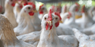 Antimicrobial Resistance in Poultry: A Global Concern with Local Solutions