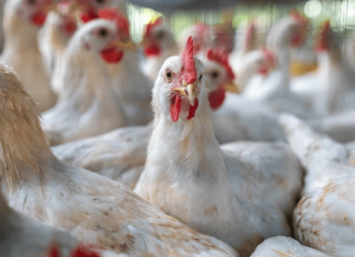 Antimicrobial Resistance in Poultry: A Global Concern with Local Solutions