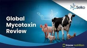 Selko research addresses global and regional mycotoxin challenges, and hosts Young Scientists Format World Mycotoxin Forum 15th Conference