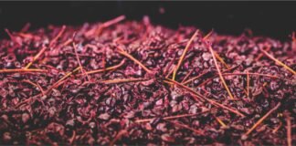 Can Grape Pomace Replace Antibiotics in Poultry Production?
