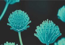 2024 Global Mycotoxin Review Findings by Selko