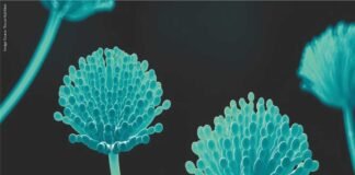 2024 Global Mycotoxin Review Findings by Selko