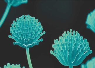 2024 Global Mycotoxin Review Findings by Selko