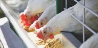 Evaluation of Fats and Oils in Poultry Feed