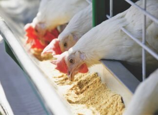 Evaluation of Fats and Oils in Poultry Feed