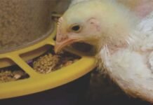 Rising Feed Costs to Impact Poultry =Sector Margins, Despite Strong Demand: Crisil Report