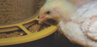 Rising Feed Costs to Impact Poultry =Sector Margins, Despite Strong Demand: Crisil Report