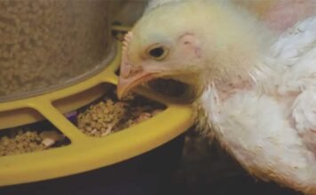 Rising Feed Costs to Impact Poultry =Sector Margins, Despite Strong Demand: Crisil Report