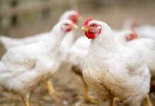Redefining Poultry Health: Moving Beyond Antibiotics