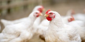 Redefining Poultry Health: Moving Beyond Antibiotics