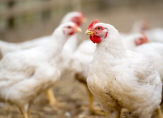 Redefining Poultry Health: Moving Beyond Antibiotics