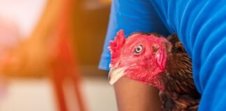 The Role of Nutrition in Reducing Heat Stress for Poultry Production