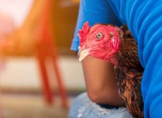 The Role of Nutrition in Reducing Heat Stress for Poultry Production