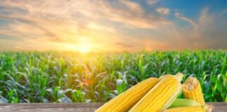 Corn Prices Poised to Rise Amid Tight Global Supplies