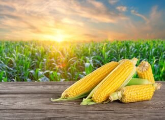 Corn Prices Poised to Rise Amid Tight Global Supplies
