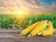Corn Prices Poised to Rise Amid Tight Global Supplies