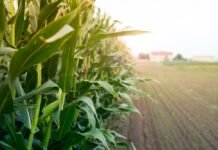 UP Government Sets Ambitious Target to Double Maize Production by 2027