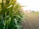 UP Government Sets Ambitious Target to Double Maize Production by 2027